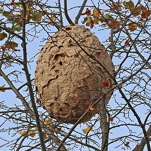 Vespa-velutina-Nest