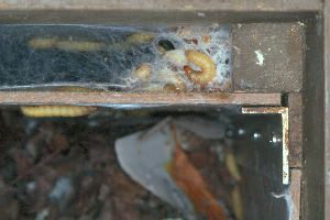 Wachsmotten in Nest und Zwischenräumen