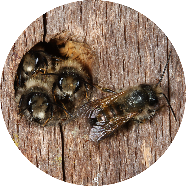 Wildbienen: Biologie & Allgemeines