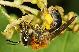 Andrena haemorrhoa Andrena haemorrhoa