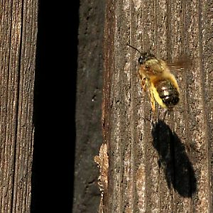 Rostrote Mauerbiene vor Schuppen