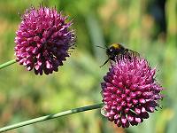 Dunkle Erdhummel, B. terrestris