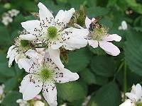 Erdbiene Andrena dorsata, W