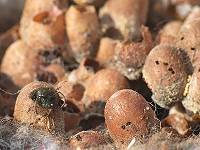 Norweg. Kuckuckshummel, Ps. norvegicus: Steckengeblieben ...