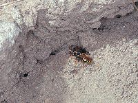 Wespenbiene Nomada succinta, W