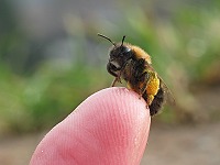 Erdbiene Andrena clarkella, W