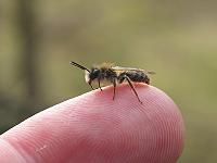Erdbiene Andrena clarkella, M