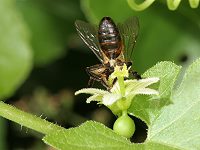 Erdbiene Andrena florea, M