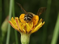 Hosenbiene Dasypoda hirtipes, W