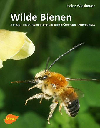 Wiesbauer: Wilde Bienen