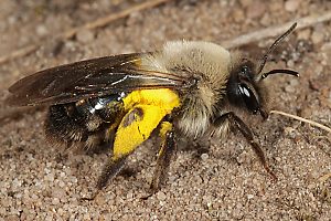 Andrena vaga, W, mit Weidenpollen (1)