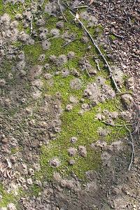 Nistaggregation von Andrena clarkella