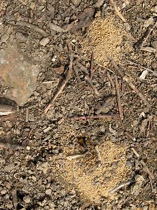 Nesthügel von Andrena clarkella