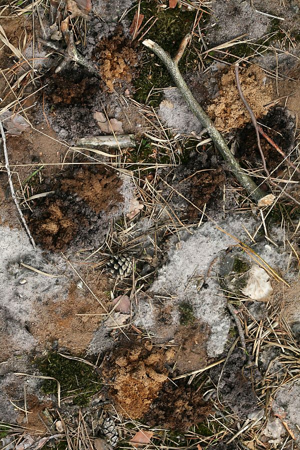 Nesttumuli der Sandbiene Andrena vaga