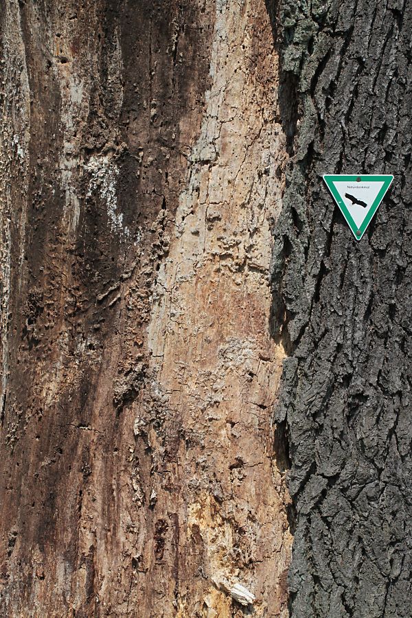 Toter Baumstamm mit K�ferfra&szlig;g&auml;ngen