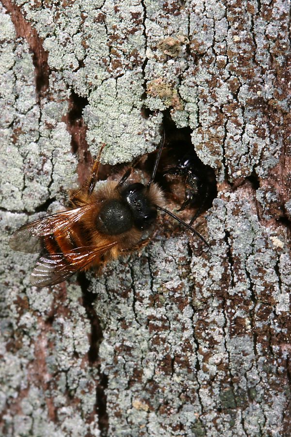 Osmia bicornis an/in totem Baumstamm