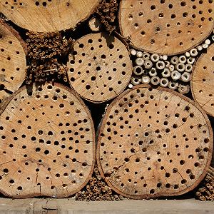 Wildbienenwand: Baumscheiben als Nisthölzer