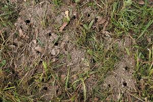 Andrena-cineraria-Nistgänge in Rasen