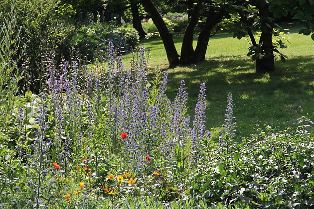 Steingarten mit Lavendel, Wollziest etc.
