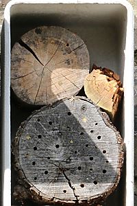 Periodisch feuchte Holzscheiben
