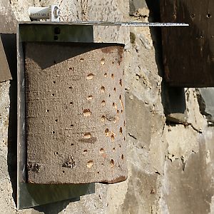 Halbe Baumscheibe auf Alu-Platte 1