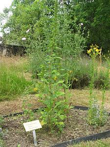 Trachtpflanzen für Osmia caerulescens