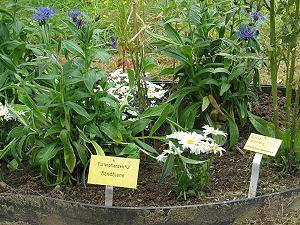Chrysantemum maximum & Bunias orientalis für Andrena spec.