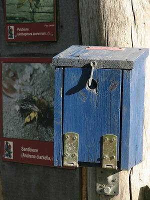 SB-Infokasten an Wildbienenwand