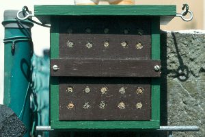 Selbstgebauter Schaukasten für Mauerbienen