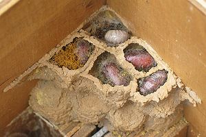 Flächiges Nest von Osmia bicornis